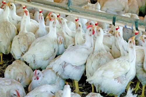 Trung Quốc ghi nhận ca mắc cúm gia cầm H5N6 ở người