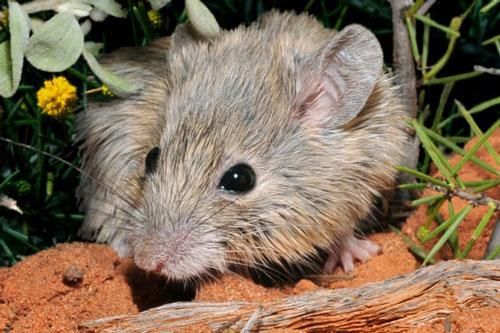 Phát hiện loài chuột tưởng đã tuyệt chủng 1 thế kỷ trước ở Australia