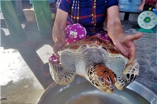 Người đàn ông ở Hà Tĩnh bắt được vích biển quý hiếm