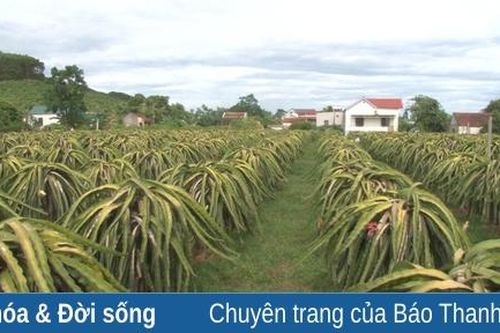Cây thanh long ruột đỏ ở xã Xuân Du hướng tới sản phẩm OCOP