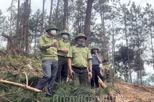 Kiểm tra, xác minh việc khai thác rừng phòng hộ xã Tỏa Tình