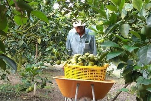 Tạo điều kiện người dân thu hoạch nông sản trong thời gian giãn cách xã hội