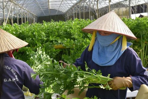 15 năm thực hiện tam nông ở Đà Lạt