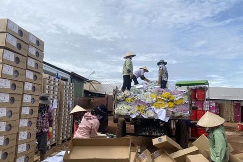 Xuất khẩu hoa sang Úc đình trệ, doanh nghiệp và nông dân gặp khó