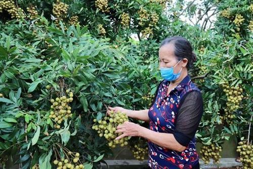72 điểm cầu tham gia xúc tiến trực tuyến tiêu thụ nhãn và nông sản Hưng Yên