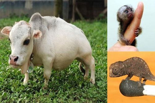 Bò lùn nhỏ nhất thế giới và những sinh vật tí hon siêu hiếm