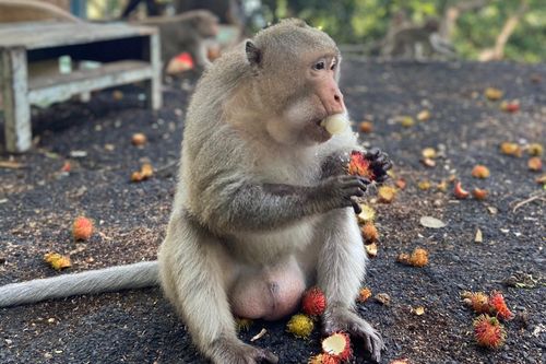 Đàn khỉ chạy trên đường phố Vũng Tàu
