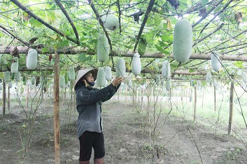 Bắc Kạn hỗ trợ 10 tấn hàng hóa thiết yếu cho TP Hồ Chí Minh