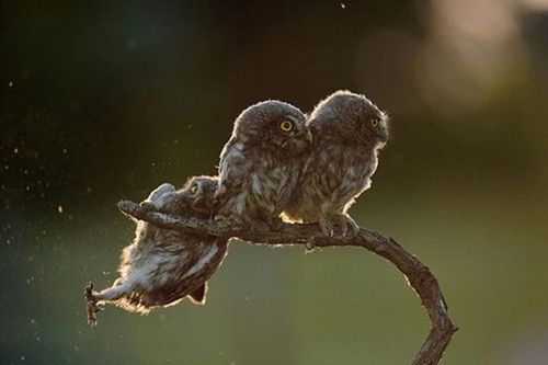 Chú cú trượt chân bất ngờ giành ngôi 'động vật hài hước'
