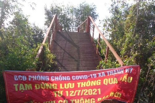 Tiền Giang: Nông dân trồng khóm đã được ra đồng thu hoạch