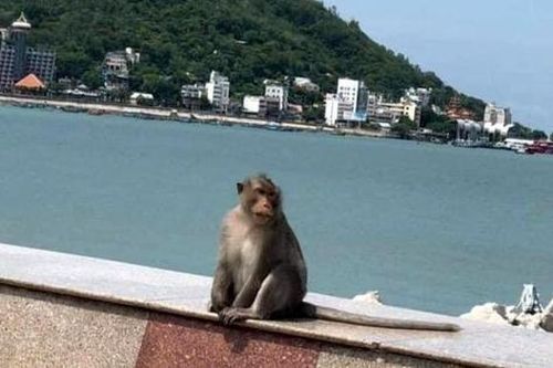 Ngày thứ 3 giãn cách ở Vũng Tàu, khỉ tràn xuống đường tìm thức ăn