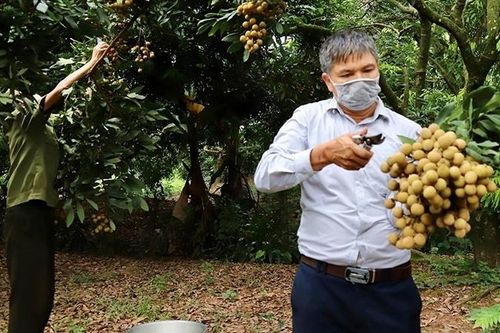 Doanh nghiệp Nhật Bản mong muốn được phép nhập khẩu nhãn của Việt Nam