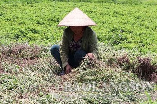 Tràng Định: Thạch đen trúng mùa, được giáTin khácSáng mãi ngọn lửa thanh niên xung phongGia đình nhiều thế hệ: Lưu giữ, phát huy các giá trị văn hóa truyền thống