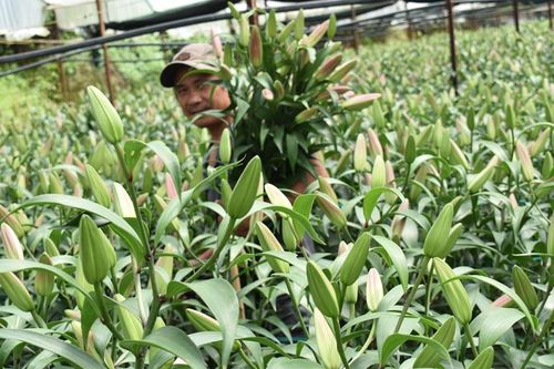 Giảm giá hơn 50%, hoa lily Đà Lạt vẫn dội hàng