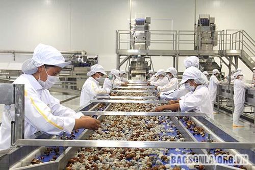 Chế biến, bảo quản sau thu hoạch - giải pháp căn cơ và bền vững