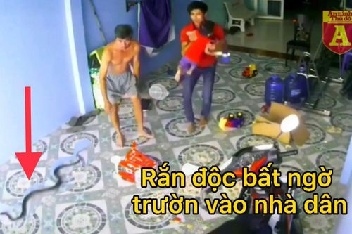 Kinh hãi cảnh rắn độc trườn như tên bắn vào nhà dân giữa trưa hè