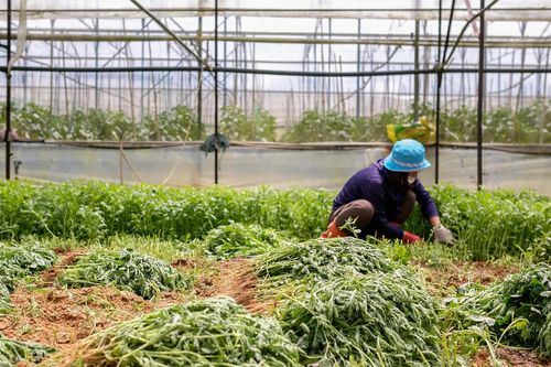 Lâm Đồng cam kết cung cấp rau củ miễn phí cho khu cách ly ở TP.HCM
