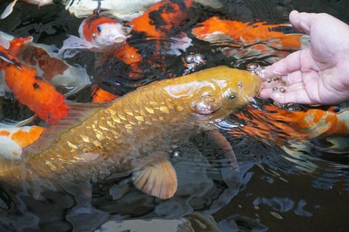 Cá chép ánh kim đại gia săn lùng: 'Danh tính' khủng sao?
