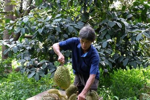 Nghịch lý nông sản: Nơi thừa, chỗ thiếu