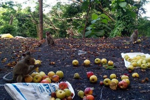 Vũng Tàu vận động trái cây để tiếp tế cho khỉ