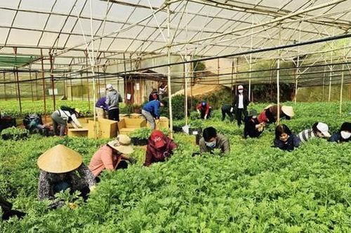 Lâm Đồng trồng rau ngắn ngày bán giá rẻ cho các tỉnh, thành vùng dịch