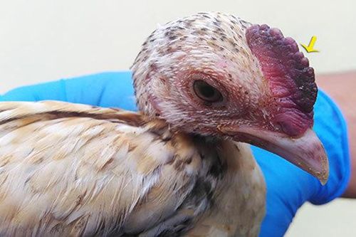 Quảng Nam quyết tâm chặn virus cúm gia cầm A/H5N8 xâm nhập