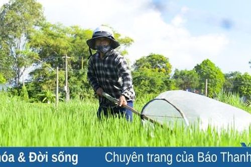 Kiếm nửa triệu đồng mỗi ngày từ việc bắt châu chấu
