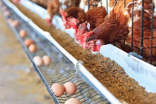 TP.HCM đang nỗ lực tìm nguồn hàng hóa, nhu yếu phẩm