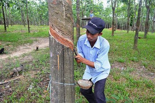 'Vàng trắng' hồi sinh