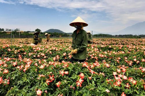 Ngỡ ngàng cánh đồng sâm trên đất đồi gò Sơn Tây