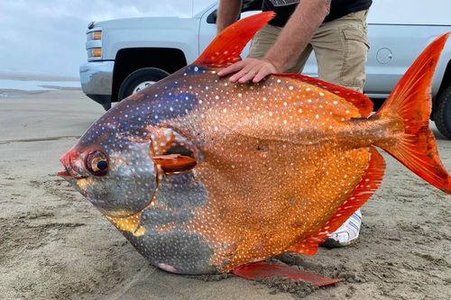 Cá mặt trăng 45 kg dạt vào bãi biển