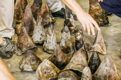 Cận cảnh lô hàng chứa 138kg sừng tê giác từ Nam Phi về cảng Đà Nẵng