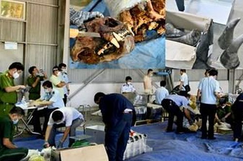 Kiểm tra lô hàng khai báo là gỗ, phát hiện số lượng lớn nghi sừng tê giác nhập từ Nam Phi