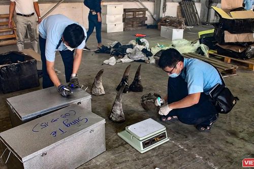 Đà Nẵng: Phát hiện container sừng tê giác núp bóng gỗ nhập khẩu từ Nam Phi