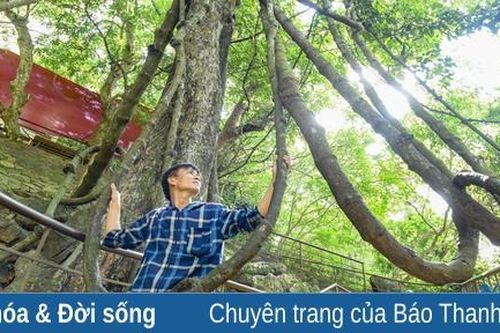 Ngắm cây 'võng tiên' ở Động Từ Thức