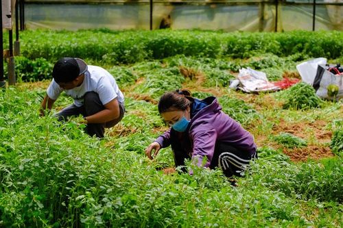 Đà Lạt: Đảm bảo bình ổn giá rau, củ, quả cung ứng cho TP Hồ Chí Minh và các tỉnh Đông Nam bộ