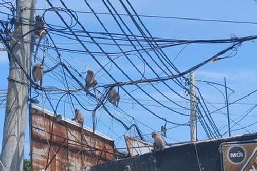 Khí đói lao xuống đường 'đại náo', Vũng Tàu tiếp tế gần tạ trái cây