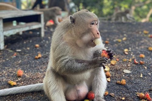 Vũng Tàu tìm cách lùa khỉ về núi