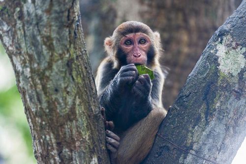Trung Quốc ghi nhận ca tử vong đầu tiên do virus Monkey B