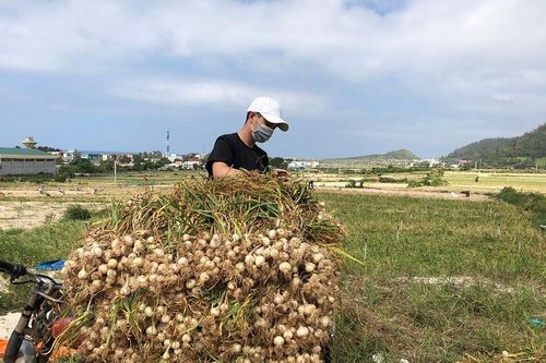 Giá thấp lại bí đầu ra, 'Vương quốc tỏi' Lý Sơn cầu cứu