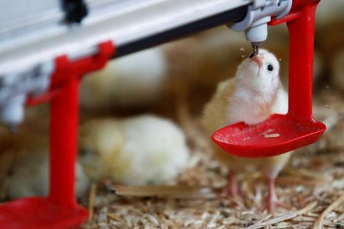 Pháp cấm giết gà con đực từ năm 2022
