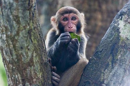 Trung Quốc ghi nhận ca tử vong đầu tiên do virus Monkey B