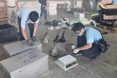 Bắt container chứa hàng tấn sừng tê giác và xương động vật quý