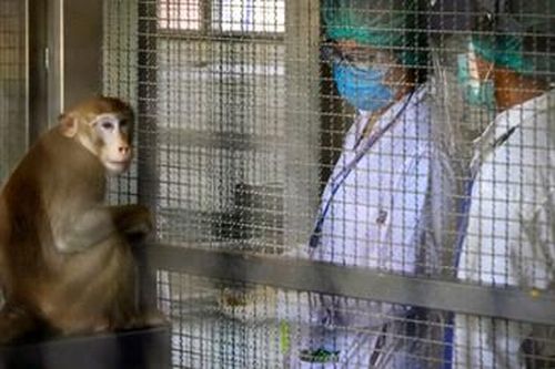 Bác sĩ thú y tử vong sau khi mắc bệnh hiếm gặp do nhiễm virus Monkey B từ khỉ