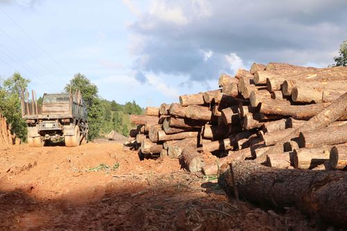 Điện Biên: Tạm đình chỉ Hạt trưởng Hạt kiểm lâm huyện Tuần Giáo
