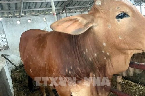 Đắk Nông xử lý nhanh bệnh viêm da nổi cục ở trâu, bò