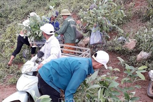 'Lá chắn xanh' trong phòng, chống thiên tai