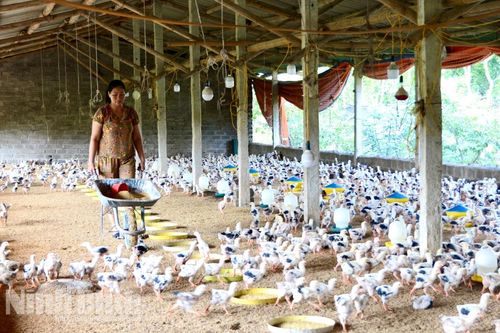 Người phụ nữ vượt khó làm kinh tế giỏi
