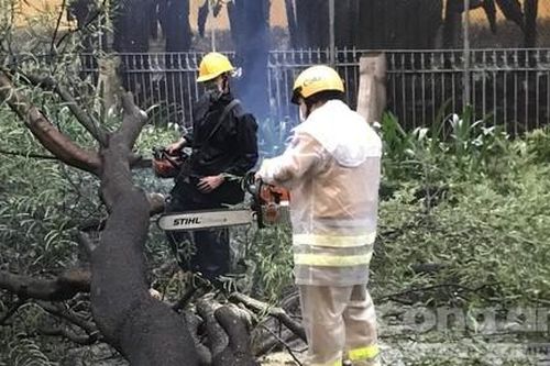 TPHCM: CSGT kịp thời xử lý cây xanh đổ trên đường khu trung tâm sau mưa