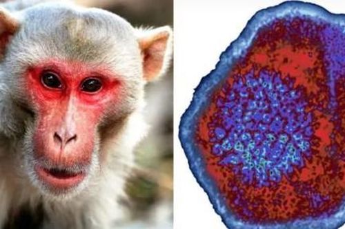 Trung Quốc ghi nhận ca tử vong đầu tiên do virus Monkey B lây nhiễm từ linh trưởng